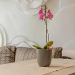 Pannonia Апартаменты Сентендре