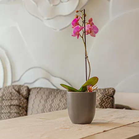 Pannónia Apartamento Szentendre